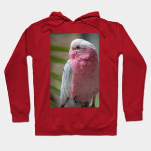 Galah Hoodie